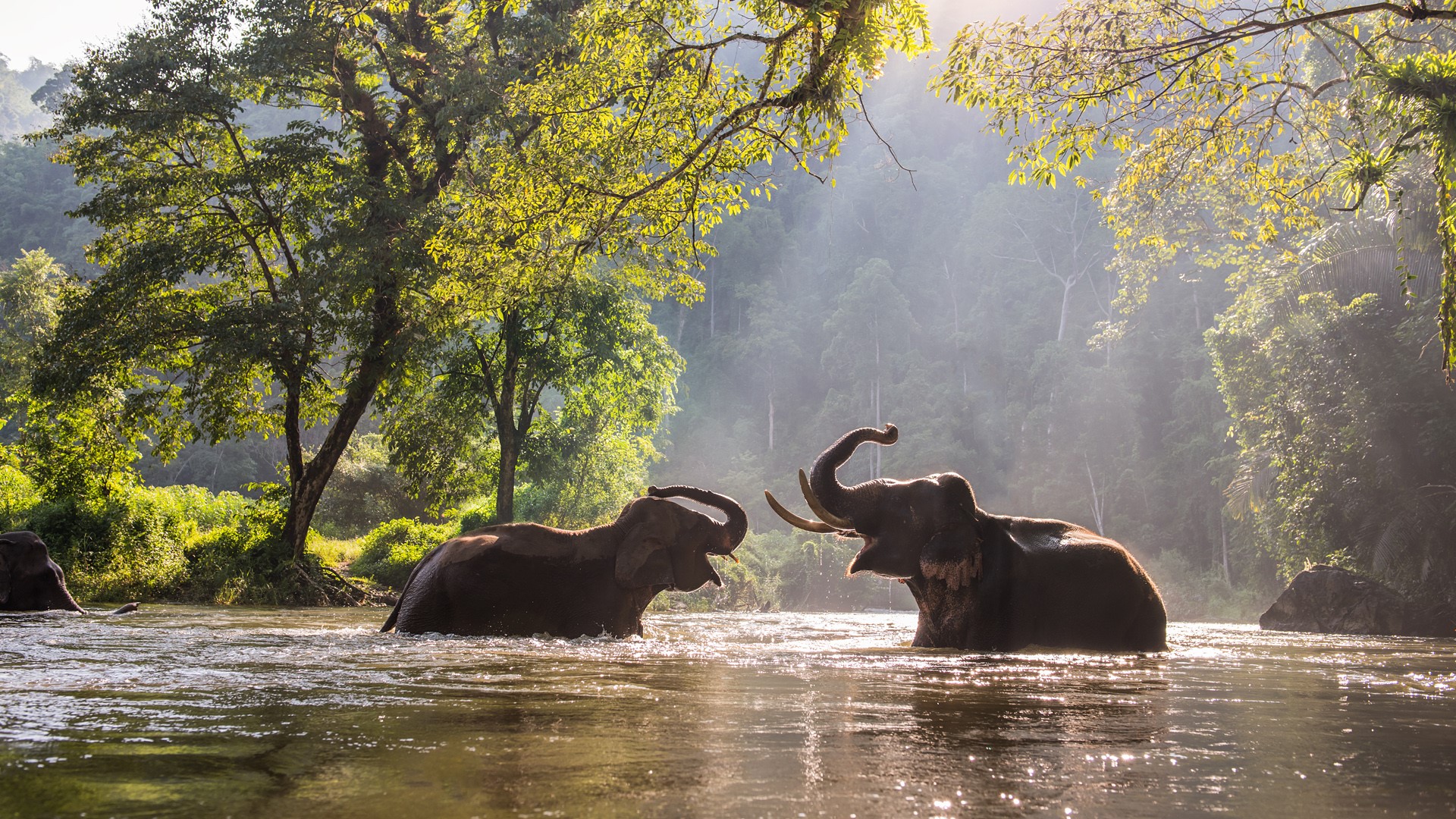 Discover The Phuket Elephant Sanctuary Thai Property Group